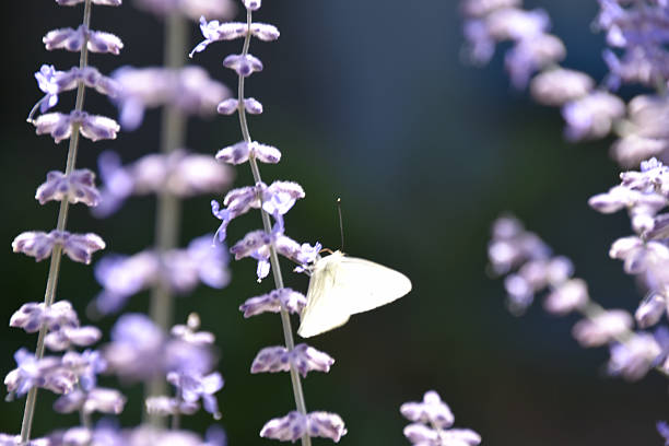 White butterfly resting on blooming lavender flowers in soft sunlight, close-up with shallow depth of field, symbolizing pollination, summer garden biodiversity, and calm nature scenes.