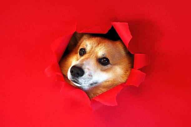 Curious corgi dog peeks through a ripped hole in red paper background. Ideal for creative projects.