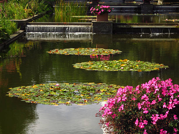 blooming pink lotus and green leaves around. brightly colored lotus grows in water, green lotus leaves float around the flower in the pond, natural stone barrier around the pond