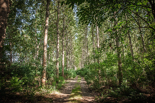 A straight woodland path runs between two regular rows of tall trees, creating the impression of a natural corridor. Slender trunks rise to a continuous canopy, while dappled light touches the dirt track and surrounding undergrowth. The composition emphasizes symmetry, depth, and the calming atmosphere of a quiet forest. It evokes hiking, slow travel, and time spent in nature. Lush foliage fills the frame with shades of green, suggesting biodiversity and a healthy ecosystem. The scene suits concepts of mindfulness, sustainability, outdoor recreation, and the restorative power of trees and protected landscapes.