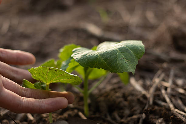 istock Hand tending a young plant sprout in soil 2252630355