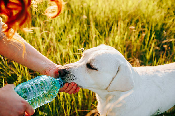 istock Labrador retriever drinking water from a bottle in a grassy field during the day 2252633451