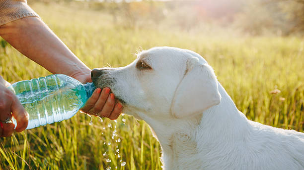 istock Dog drinks water from a bottle while standing in a green field during the afternoon sun 2252633455