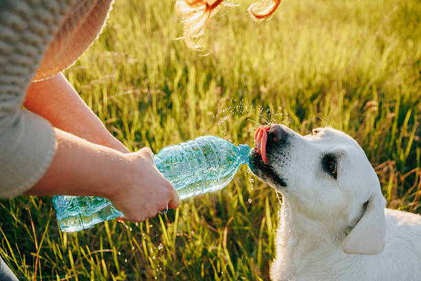 istock Dog drinks water from a bottle during outdoor activity in grass field on a sunny day 2252633459