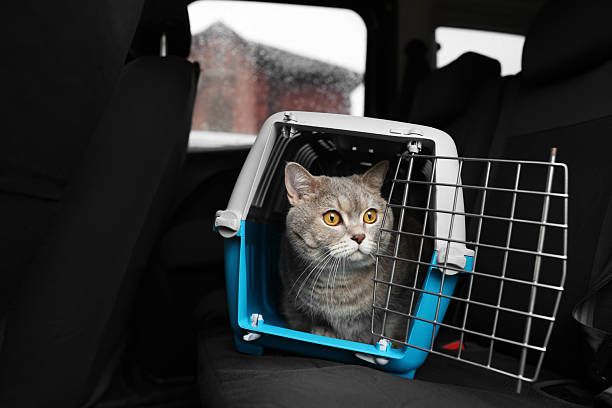 istock Travel with pet. Cute cat in carrier inside car 2252634870