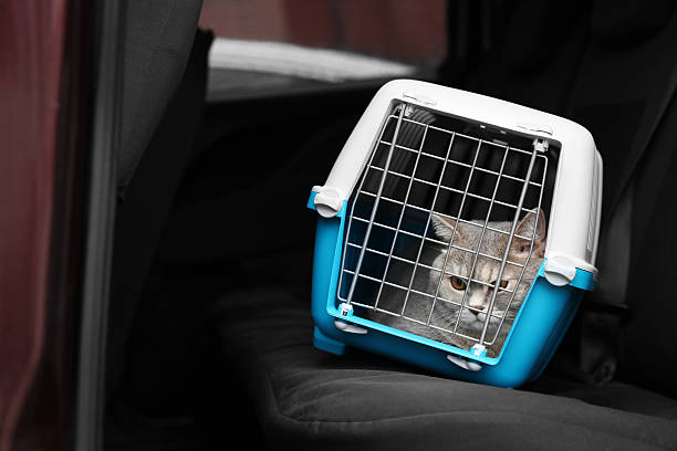 istock Travel with pet. Cute cat in carrier inside car, space for text 2252634944