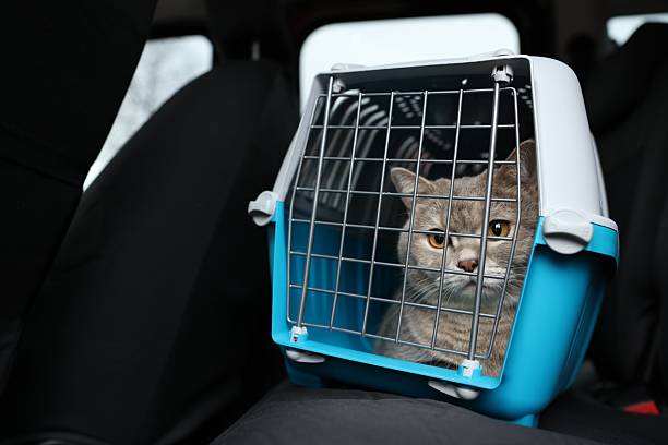 istock Travel with pet. Cute cat in carrier inside car, space for text 2252634954
