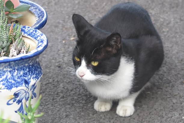 Charming and chubby cat playfully exploring the outdoors, with fluffy fur and a curious expression. Full of energy and joy, perfect for cat lovers who enjoy watching playful, happy moments!