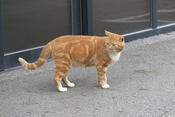 istock Charming and chubby cat playfully exploring the outdoors, with fluffy fur and a curious expression. Full of energy and joy, perfect for cat lovers who enjoy watching playful, happy moments! 2252638731
