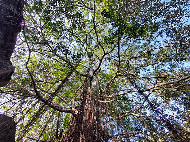 Low-angle view of a massive banyan tree with sprawling branches and aerial roots forming a dense green canopy in a tropical forest environment in Sri Lanka. The image highlights natural growth patterns, biodiversity, and the scale of ancient trees in South Asia.