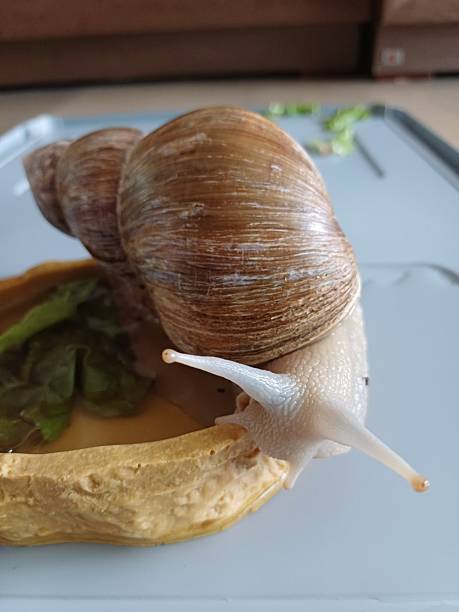 istock Fresh snail with a glossy shell and tender texture, commonly used in savory dishes. Perfect for seafood recipes or traditional culinary preparations. 2252640794