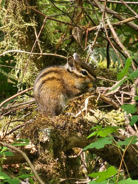 A cute squirrel perched on a tree, its tiny paws gripping the branch as it surveys the world below. A lively, charming moment of nature full of energy and curiosity.