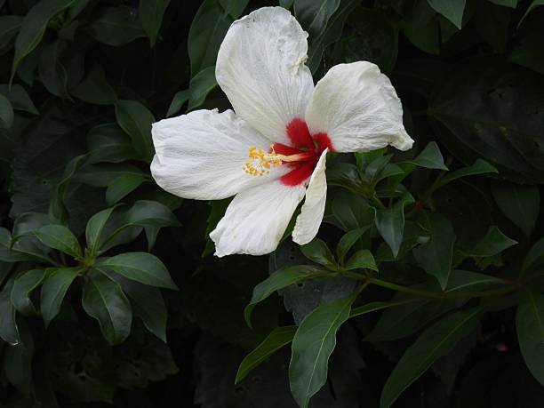 Also known as China rose, Hawaiian hibiscus, Rose mallow and Shoeblack plant. The edible flowers are used in teas and as a flavouring and an attractive garnish.