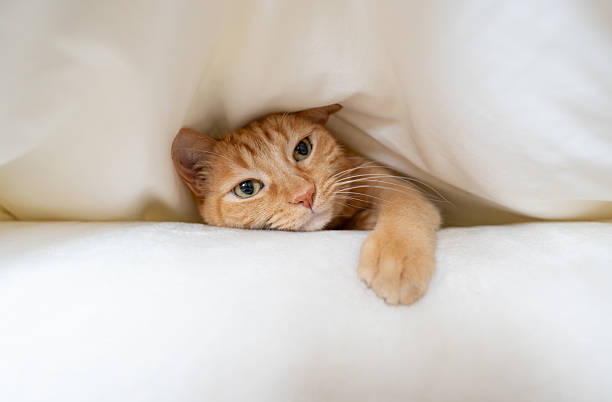 Ginger cat relaxed under a white blankets at home