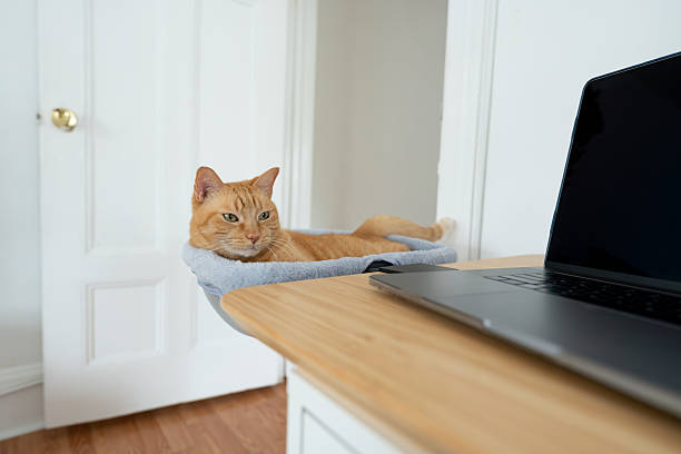 Ginger cat comfortable on his bed that is attached to the home desk, near a laptop in the living room