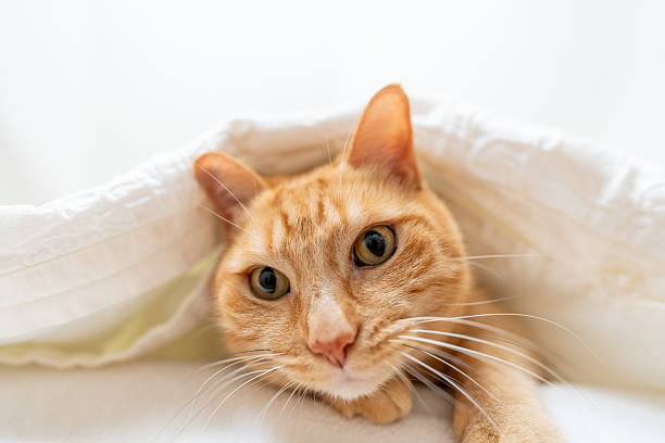 istock Ginger cat under the blankets at home 2252643165
