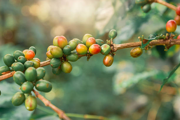 Coffee Beans on Branch: A close-up view captures the vibrant essence of coffee cultivation, showcasing a branch laden with ripening coffee beans in various stages of development.