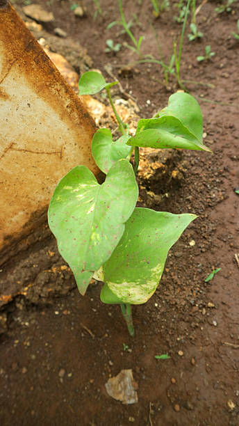 istock Young golden pothos Plant Growing in Soil 2252644150