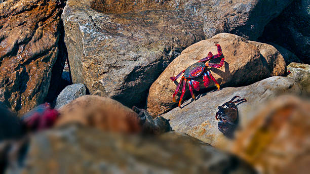 red crabs sunbathing on the beach