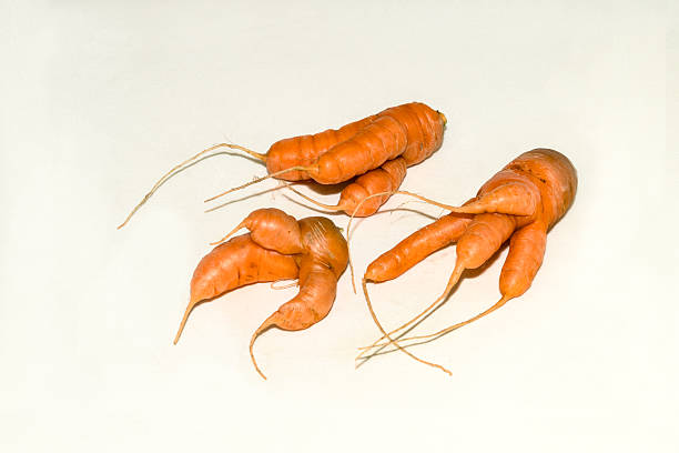 Abnormal shape of carrots roots isolated on white background wth shadow