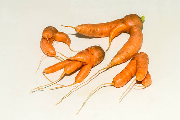 Abnormal shape of carrots roots isolated on white background wth shadow
