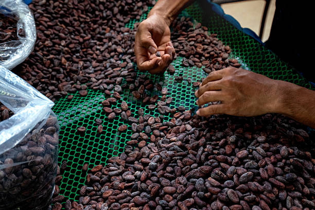 istock Farm workers are sorting out defective cocoa beans from perfect coffee beans. 2252650521