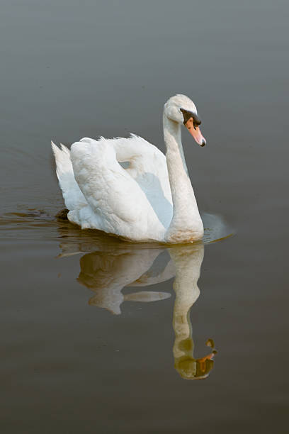 Single white Mute Swan swimming in dark water with clear reflection