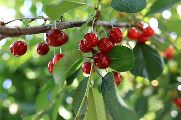 istock Red cherry fruit hanging on branch with green leaves 2252651399