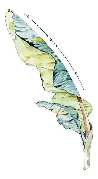 istock Watercolor Banana Leaf with Abstract Line Detail 2252652083