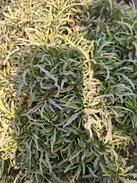 Green foliage plants growing in bright sunlight