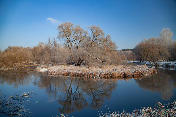 Trees in the snow by the river, winter landscape