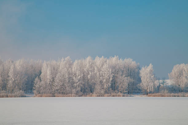 A winter forest with rugged, snow-covered terrain under harsh weather, showcasing heavily frosted trees and a thick snow blanket on the ground