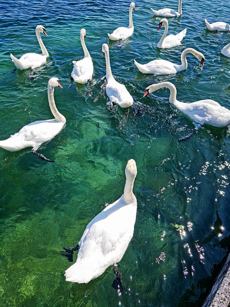 White swans floating on calm clear turquoise water, top view.