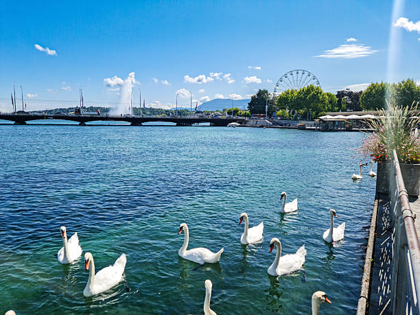 White swans swimming in Lake Geneva with Jet d'Eau fountain and Ferris wheel in the background, Switzerland.
