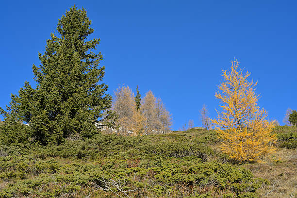 istock Autumn larch and spruce trees on Styria hillside. 2252656286