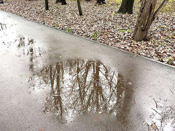 A tree is reflected in the water on the ground. The water is wet and the ground is covered in leaves