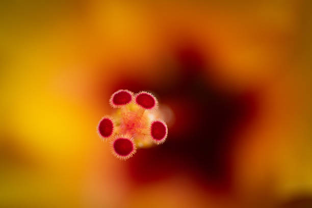 This macro image shows an extreme close up of a flower’s reproductive structure, focusing on red pollen-covered tips against a soft yellow and orange background. The shallow depth of field and strong color blur isolate the tiny details, emphasizing texture, abstraction, and the organic geometry found in botanical forms.