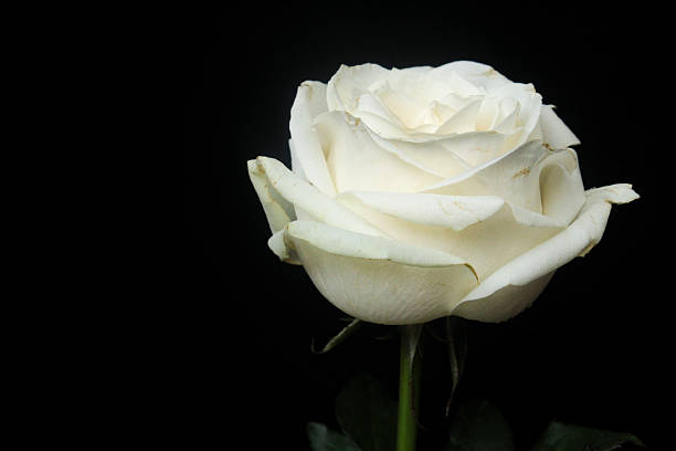 istock white rose isolated on black background 2252660817