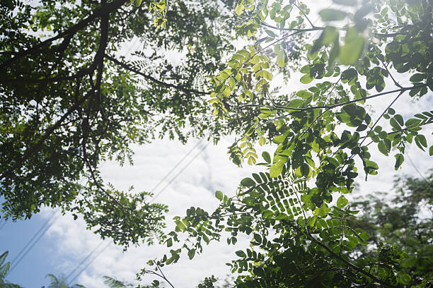 Looking up through a lush green tree canopy toward a bright sun flare and clear blue sky. A refreshing and tranquil nature scene perfect for wellness and environmental backgrounds