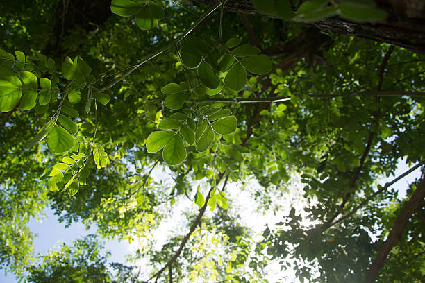 Looking up through a lush green tree canopy toward a bright sun flare and clear blue sky. A refreshing and tranquil nature scene perfect for wellness and environmental backgrounds