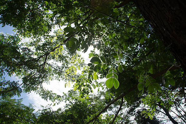 Looking up through a lush green tree canopy toward a bright sun flare and clear blue sky. A refreshing and tranquil nature scene perfect for wellness and environmental backgrounds