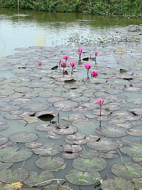 istock pink lotus flower in the pond 2252660988