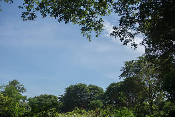 A wide-angle view of vibrant green trees and vegetation framing a vast, clear blue sky on a bright sunny day. Provides ample copy space for travel and outdoor recreation themes