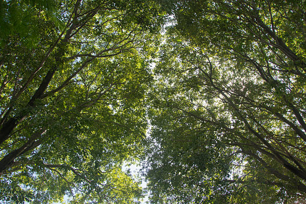 Looking up through a lush green tree canopy toward a bright sun flare and clear blue sky. A refreshing and tranquil nature scene perfect for wellness and environmental backgrounds