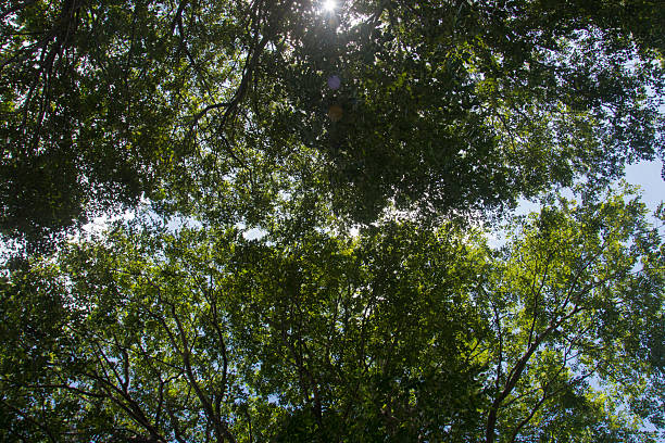 Looking up through a lush green tree canopy toward a bright sun flare and clear blue sky. A refreshing and tranquil nature scene perfect for wellness and environmental backgrounds