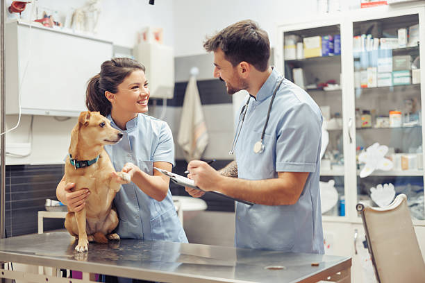 istock Veterinary team caring for dog at clinic 2252662147