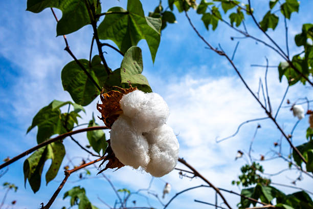 A close-up of a cotton plant with fluffy white cotton bolls growing in the sunny weather of Peru