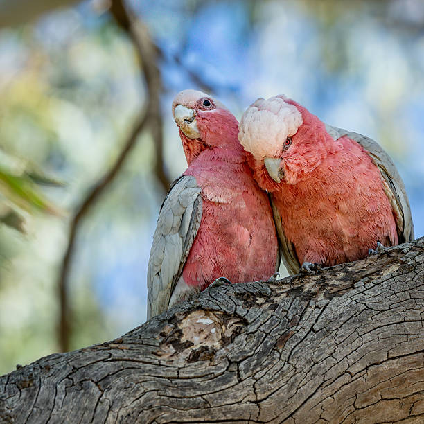istock Two galahs perched on a tree branch at Tangari Recreational Park 2252664066