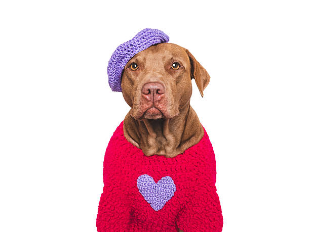 Cute brown dog and red heart. Beautiful greeting card. Closeup, indoors. Studio shot, cut out. Congratulations for family, relatives, loved ones, friends and colleagues. Pets care concept