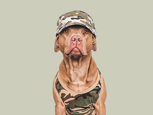 istock Cute dog, cap and military shirt. Studio shot 2252665465